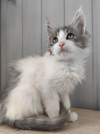 pet