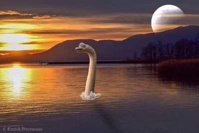 View of bird in lake against sunset sky