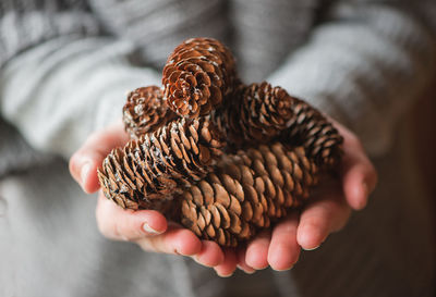 Midsection of woman holding pine cones