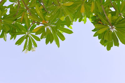 Low angle view of tree against clear blue sky