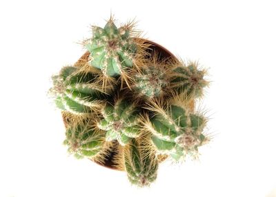 Close-up of cactus plant against white background