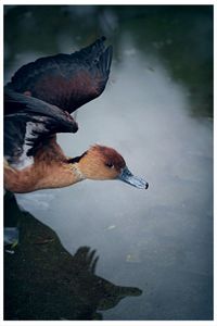 High angle view of swan in lake