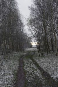 Dirt road amidst trees in forest