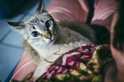 Close-up portrait of cat at home