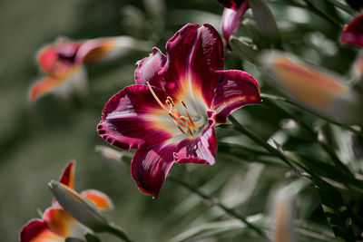 Close-up of day lily blooming outdoors