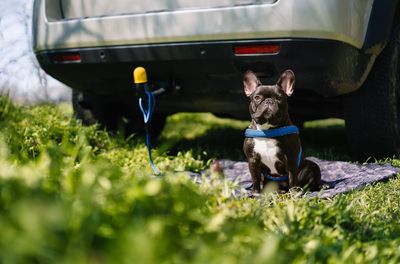 French bulldog dog sitting on grass by the car