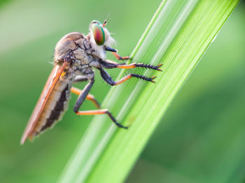 Close-up of insect on leaf