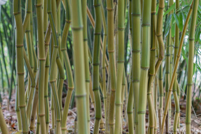 Close-up of bamboo plants