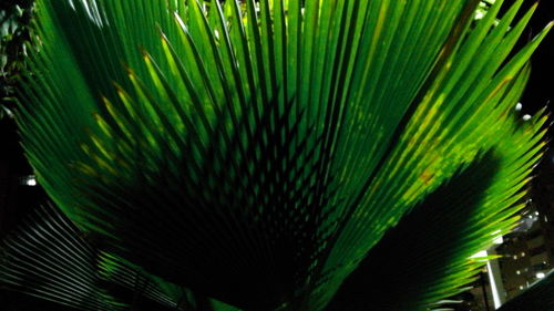 Close-up of palm tree