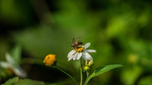 Close-up of bee pollinating on flower