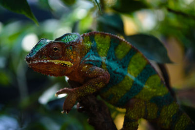 Close-up of lizard