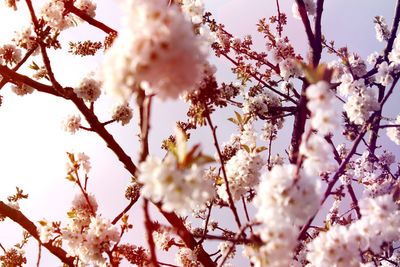 Close-up of pink cherry blossoms blooming against sky