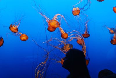 Woman looking at jellyfish in aquarium