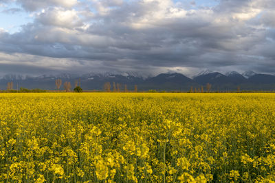 Scenic view of oilseed rape field against cloudy sky