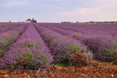 Lavender farm against sky on sunny day