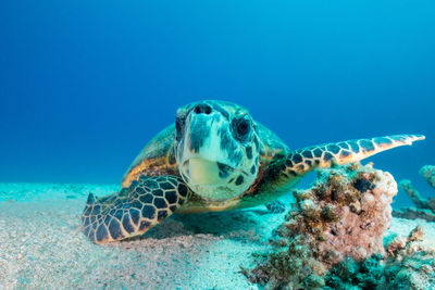 Close-up of a sea turtle looking at the camera