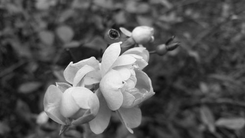 Close-up of white flowers