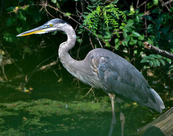 Gray heron perching on a lake