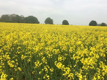 Scenic view of oilseed rape field against sky