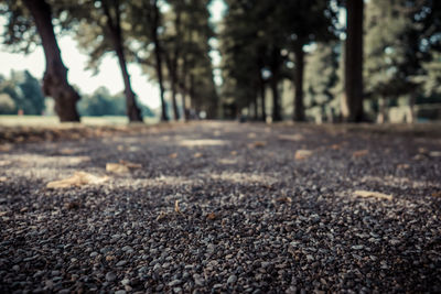 Surface level of road against trees in forest