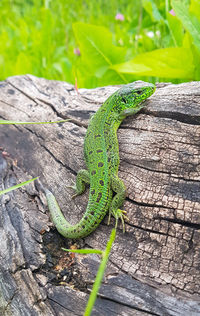 High angle view of lizard on tree