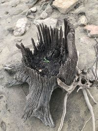 Close-up of driftwood on tree stump