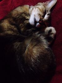 Portrait of cat sleeping