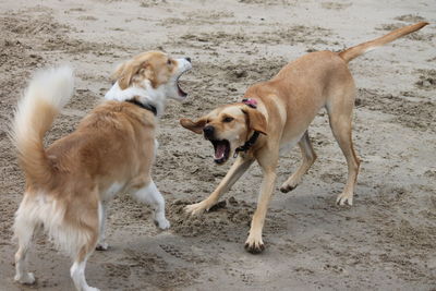 View of dogs on beach