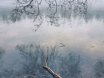 High angle view of bare tree in lake during winter