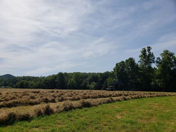 Hay bales on field against sky