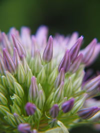 Close-up of pink flowering plants