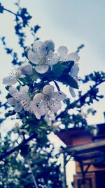 Low angle view of white flowers blooming on tree