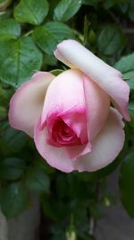 Close-up of pink rose