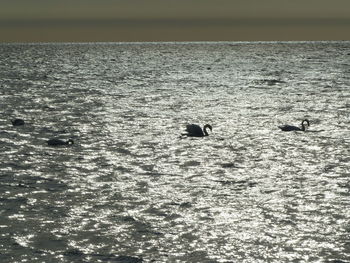 View of birds swimming in sea