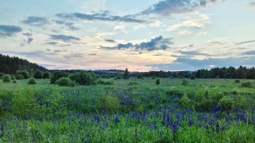 Scenic view of field against sky