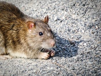 Portrait of a rat eating seeds 