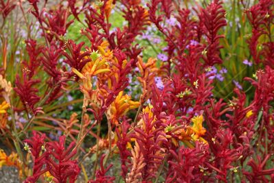 Close-up of yellow flowering plants