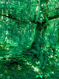 Close-up of tree trunk in forest
