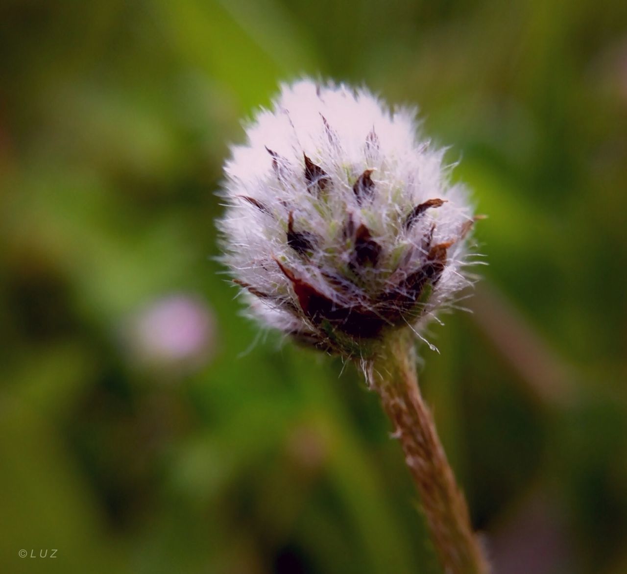 CLOSE-UP OF DANDELION FLOWERS