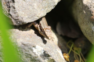 Close-up of lizard on rock