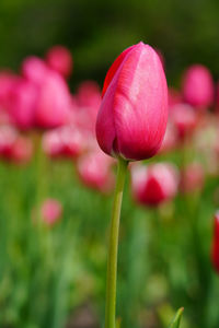 Close-up of pink tulip