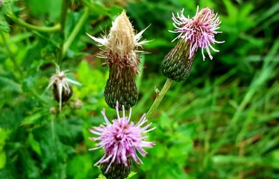 Close-up of honey bee on thistle