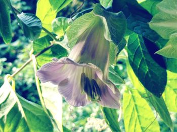 Close-up of flowering plant