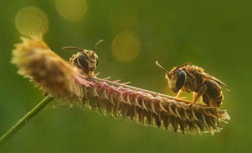 Close-up of bee on flower