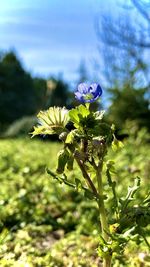 Close-up of purple flowering plant on field