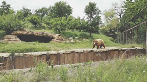 Bear against trees at zoo