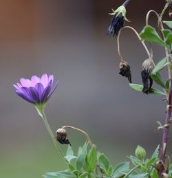 Close-up of bee on flower blooming outdoors