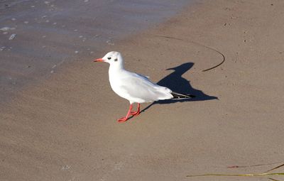 High angle view of seagull perching on land