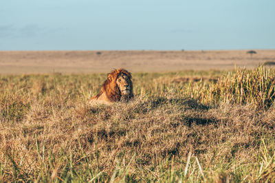 View of cat on field against sky