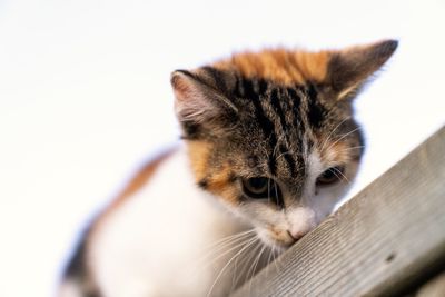 Close-up of cat